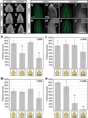 Regeneration of Planarian Auricles and Reestablishment of Chemotactic Ability